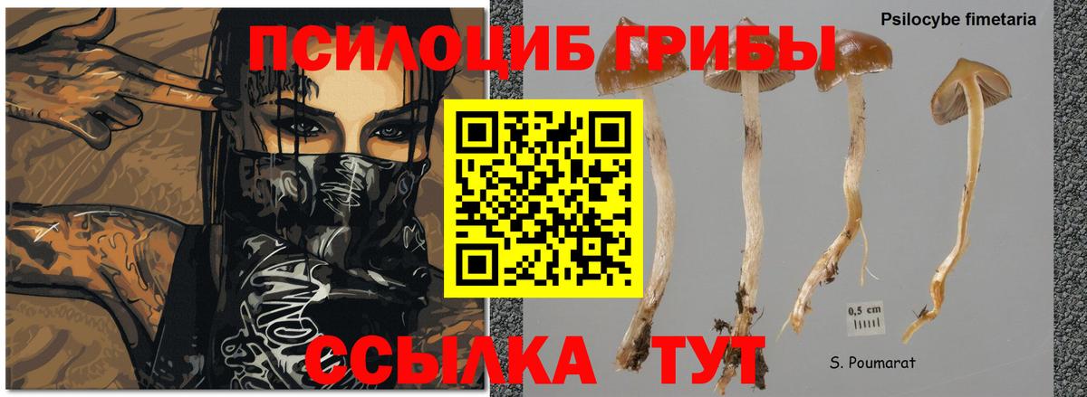 Галлюциногенные грибы MAGIC MUSHROOMS  Вход с VPN  Дзержинск 